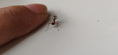 Mantodea