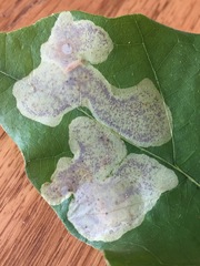 Cameraria hamadryadella