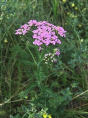 Achillea millefolium