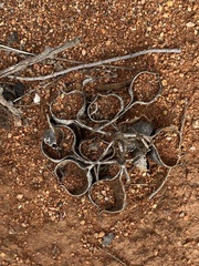 Brachychiton gregorii