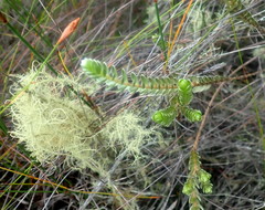 Gnidia chrysophylla