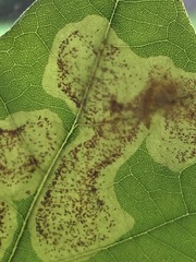 Cameraria hamadryadella