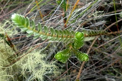 Gnidia chrysophylla