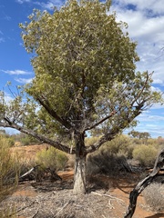 Brachychiton gregorii