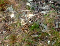 Nanobubon hypogaeum