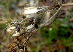 Nanobubon hypogaeum