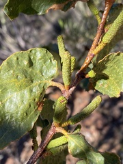 Acacia denticulosa