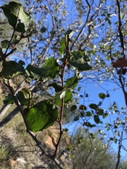 Acacia denticulosa
