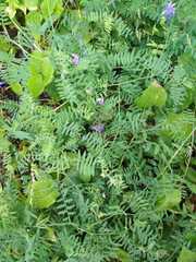 Vicia cracca