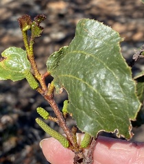 Acacia denticulosa