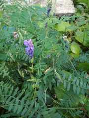 Vicia cracca