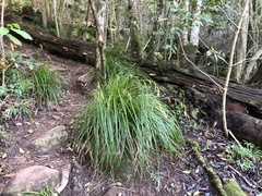 Carex lancea