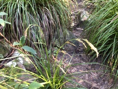 Carex lancea