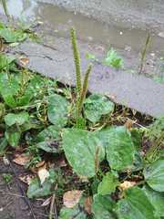 Plantago major