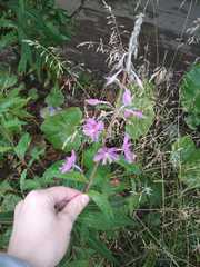 Chamaenerion angustifolium