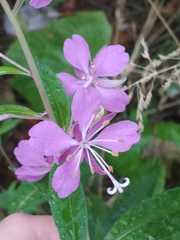 Chamaenerion angustifolium