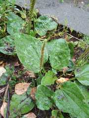 Plantago major
