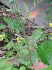 Sisymbrium loeselii