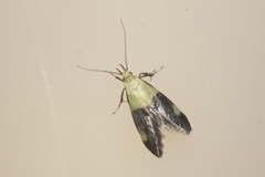 Oecophora bractella