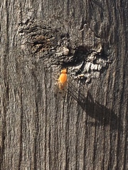 Homoneura occidentalis