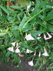 Convolvulus arvensis