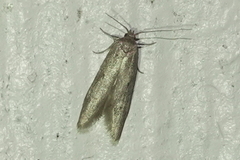 Holcocera chalcofrontella
