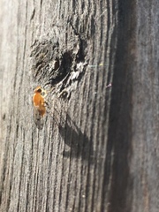 Homoneura occidentalis