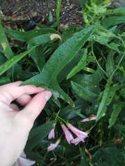Convolvulus arvensis