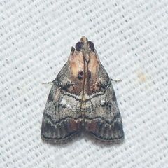 Pococera maritimalis