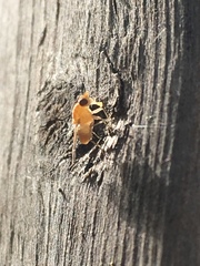 Homoneura occidentalis