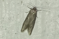 Holcocera chalcofrontella