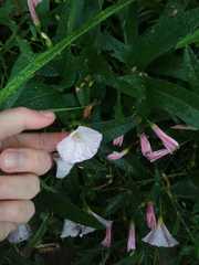 Convolvulus arvensis