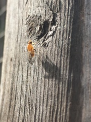 Homoneura occidentalis