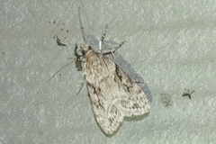 Eudonia spenceri