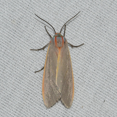 Pygarctia abdominalis