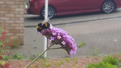 Bombus