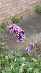 Bombus