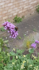 Bombus