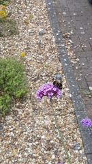Bombus