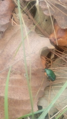 Euphoria westermanni