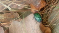 Euphoria westermanni