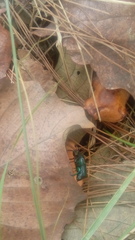 Euphoria westermanni