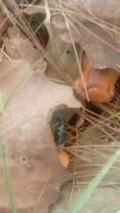 Euphoria westermanni