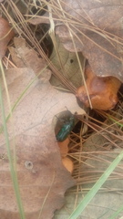 Euphoria westermanni