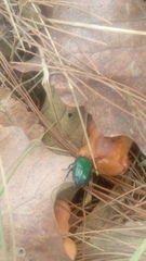 Euphoria westermanni