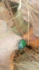 Euphoria westermanni