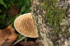 Hexagonia apiaria