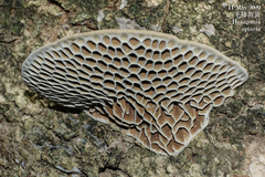 Hexagonia apiaria