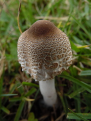 Macrolepiota zeyheri