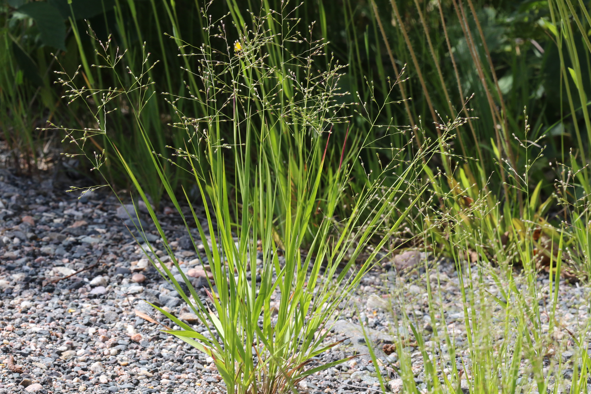 Dichanthelium linearifolium